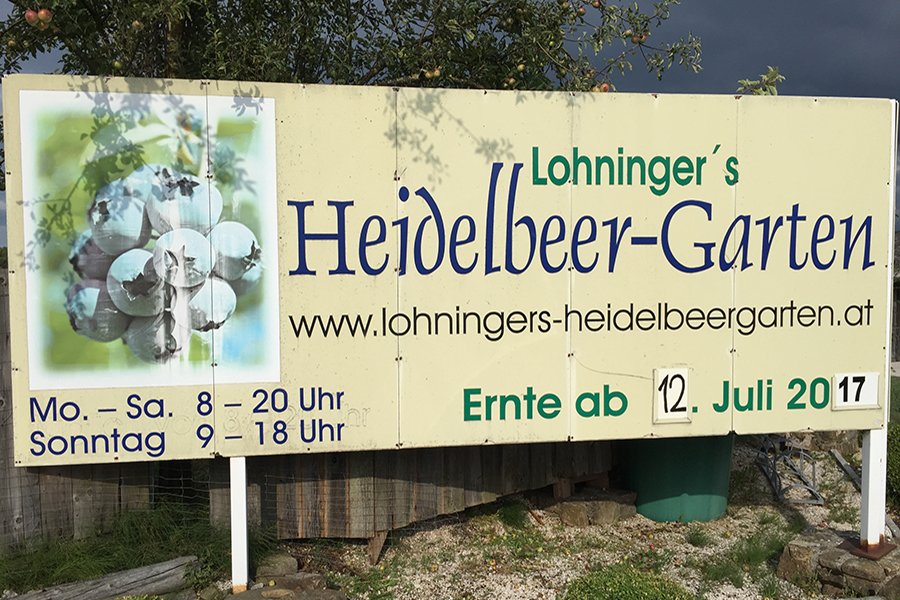 Bio Heidelbeeren in Österreich